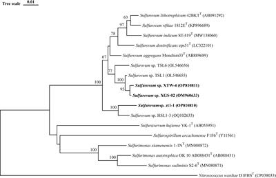 Characterization of two novel chemolithoautotrophic bacteria of Sulfurovum from marine coastal environments and further comparative genomic analyses revealed species differentiation among deep-sea hydrothermal vent and non-vent origins